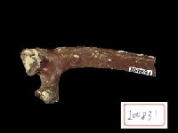 藏品(哺乳動物角化石)的圖片